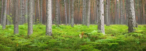 Young Fern Leaves Dark Northern Evergreen Forest Mighty Trees Background — Stock Photo, Image