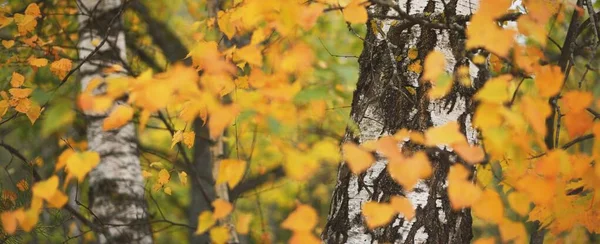 Pintoresco Paisaje Del Majestuoso Bosque Paisaje Otoñal Atmosférico Temporada Otoño —  Fotos de Stock