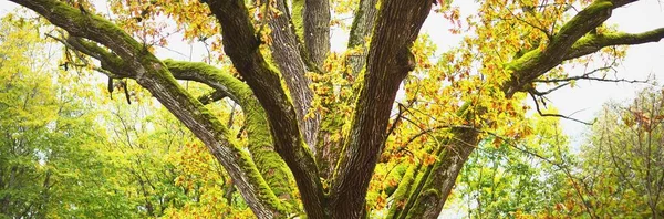 Malerische Landschaft Des Majestätischen Waldes Stimmungsvolle Herbstlandschaft Herbstzeit Natur Pur — Stockfoto