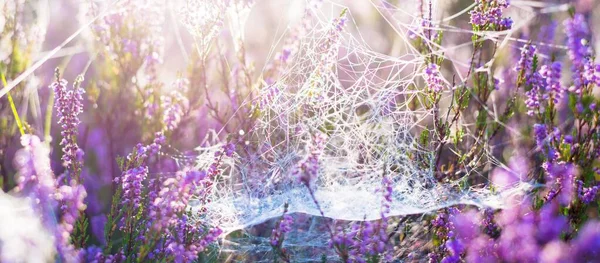 Bloeiende Paarse Roze Heide Bloemen Calluna Vulgaris Spinnenweb Panoramisch Beeld — Stockfoto
