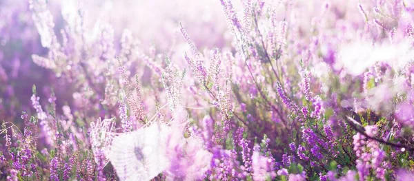 Bloeiende Paarse Roze Heide Bloemen Calluna Vulgaris Spinnenweb Panoramisch Beeld — Stockfoto