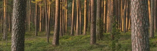 Μονοπάτι Μέσα Από Τους Λόφους Του Μαγευτικού Αειθαλούς Δάσους Δυνατά — Φωτογραφία Αρχείου