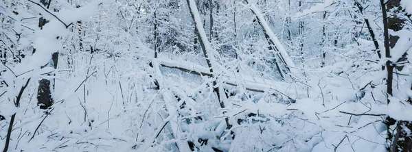 Forest Park Blizzard Trees Hoarfrost Winter Wonderland Seasons Ecology Environmental — Stock Photo, Image