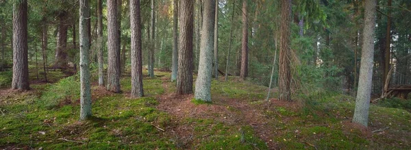 Pathway Hills Majestic Evergreen Forest Mighty Pine Spruce Trees Soft — Stock Photo, Image