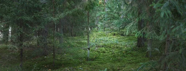 상록수 사이를 지나간다 소나무와 가문비나무 손전등 목가적 풍경이죠 생태관광 — 스톡 사진