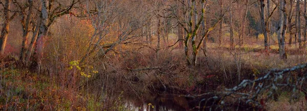 Malerische Landschaft Des Majestätischen Waldes Stimmungsvolle Herbstlandschaft Herbstzeit Natur Pur — Stockfoto