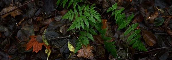 森林地面有五彩缤纷的绿色 金黄色的叶子 黑暗的大气景观 秋天的颜色自然 — 图库照片