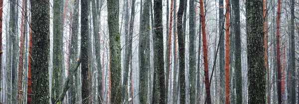 Floresta Majestosa Num Nevoeiro Árvores Fortes Musgo Plantas Paisagem Outono — Fotografia de Stock