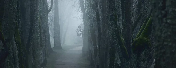 Allee Gehweg Durch Die Mächtigen Bäume Dichter Nebel Stimmungsvolle Landschaft — Stockfoto