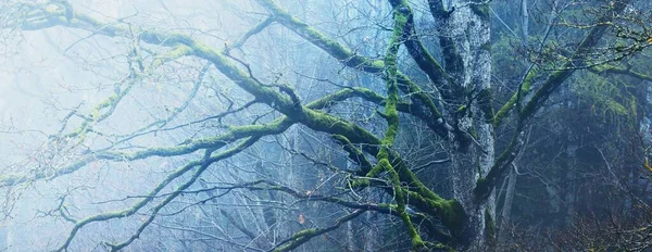 Majestätischer Wald Nebel Mächtige Bäume Moos Pflanzen Düstere Stimmungsvolle Herbstlandschaft — Stockfoto