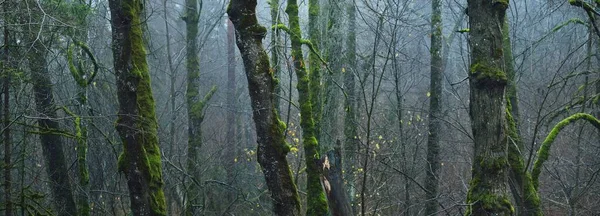 Majestätisk Skog Dimma Mäktiga Träd Mossa Växter Mörkt Stämningsfullt Höstlandskap — Stockfoto