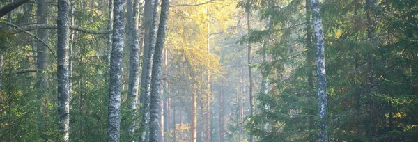 Панорамный Вид Величественный Лес Тумане Могучие Деревья Атмосферный Сказочный Пейзаж — стоковое фото