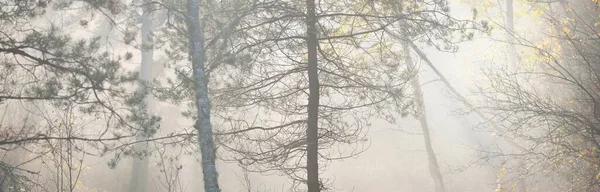 Vista Panorámica Del Majestuoso Bosque Una Niebla Árboles Poderosos Paisaje — Foto de Stock