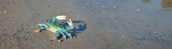 Crabe Jouet Vert Coloré Sur Une Plage Sable Gros Plan — Photo