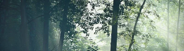 Vista Panorámica Del Majestuoso Bosque Una Niebla Árboles Poderosos Paisaje — Foto de Stock