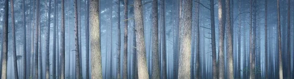 Vue Panoramique Sur Majestueuse Forêt Dans Brouillard Des Arbres Puissants — Photo
