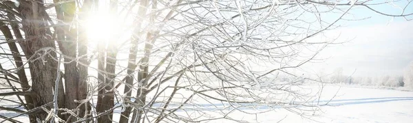 吹雪の後 雪の上の白樺や他の落葉樹の丘のカバー 雪の結晶 木の幹を通して純粋な朝の日差し 真っ青な空 冬の不思議の国 牧歌的な冬のシーン フィンランド — ストック写真