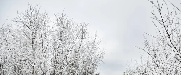 Paysage Forestier Hivernal Des Arbres Puissants Paysage Atmosphérique Changement Climatique — Photo