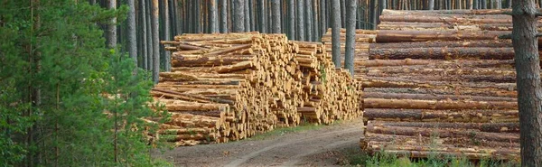 Freshly Made Firewood Evergreen Forest Pine Tree Logs Close Environmental — Stock Photo, Image