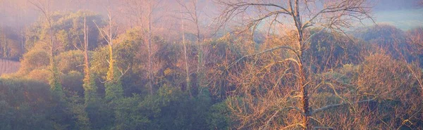 Foresta Nebbia All Alba Vista Aerea Panoramica Luce Soffusa Del — Foto Stock