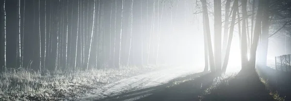 照亮了夜晚穿过大树的小径 可怕的森林场景 黑暗中的树木轮廓 全景单色图像 哥特式概念 — 图库照片