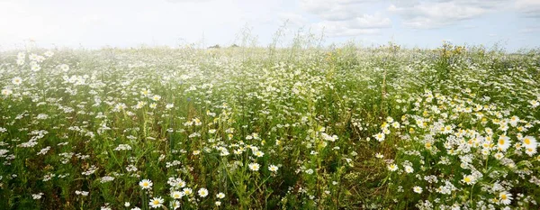들꽃을 클로즈업합니다 꽃무늬 에스토니아 세토모아 정원가꾸기 생태관광 — 스톡 사진