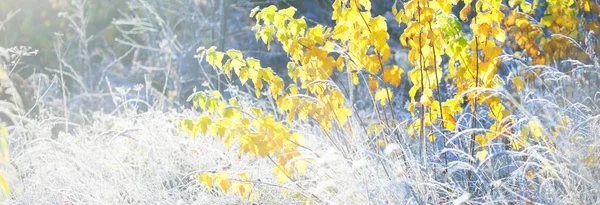 森の牧草地や黄金の木々のクリスタルクリア霜で覆われている 牧歌的な風景です 神秘的な青い光 冬の不思議の国 気候変動 生態系 環境保全 — ストック写真