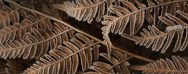 Primo Piano Foglie Felce Marrone Brina Cristallina Struttura Sfondo Carta — Foto Stock