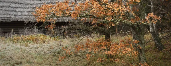 Een Oud Traditioneel Houten Huis Blokhut Een Majestueus Groenblijvend Bos — Stockfoto