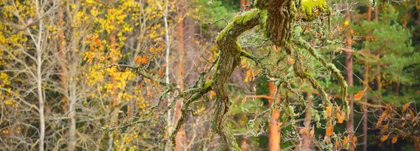 Sis Içindeki Görkemli Ormanın Panoramik Manzarası Güçlü Ağaçlar Atmosferik Rüya — Stok fotoğraf