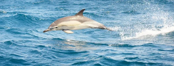 2匹のイルカが晴れた日に地中海に飛び込み 縞模様のイルカ Stenella Muculeeoalba が接近します 水のスプラッシュ 帆船からの眺め スペインだ レクリエーション クルーズ — ストック写真