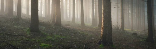Панорамный Вид Величественный Лес Тумане Могучие Деревья Атмосферный Сказочный Пейзаж — стоковое фото