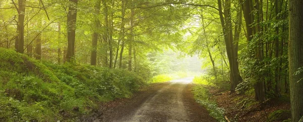 雄伟的绿落叶森林中的小路 天然隧道巨大的树木轮廓 柔和的阳光 大气梦幻般的夏季风景 纯粹的自然 童话故事 — 图库照片