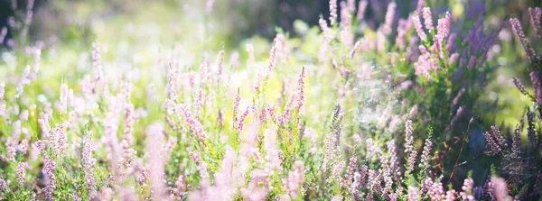 Suelo Del Bosque Flores Brezo Rosa Florecientes Bosque Hoja Perenne — Foto de Stock