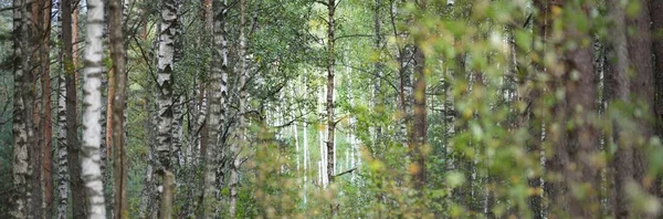 Πανοραμική Θέα Του Μαγευτικού Δάσους Μέσα Ομίχλη Δυνατά Δέντρα Ατμοσφαιρικό — Φωτογραφία Αρχείου