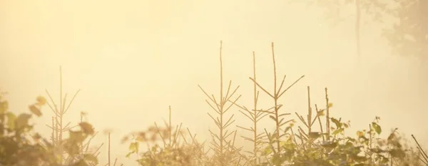 Güneşin Doğuşunda Esrarengiz Yeşil Orman Altın Güneş Işığı Güneş Işığı — Stok fotoğraf