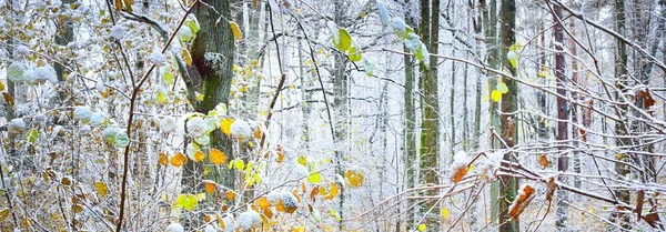 Lesní Krajina Mocné Stromy Atmosférická Krajina Změna Klimatu Příroda Ochrana — Stock fotografie