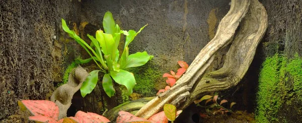 Экспозиция Зоопарка Террариум Рептилий Лягушек Красочными Растениями Бревно Дерева Крупный — стоковое фото
