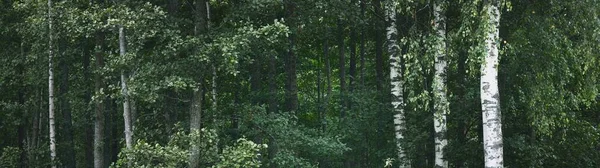 Brzozy Zielonym Lesie Liściastym Pnie Drzew Zbliżenie Łotwa Ciemna Jesienna — Zdjęcie stockowe