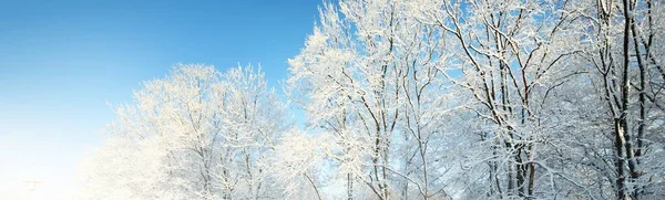 Winter Forest Landscape Mighty Trees Atmospheric Landscape Climate Change Nature — Stock Photo, Image