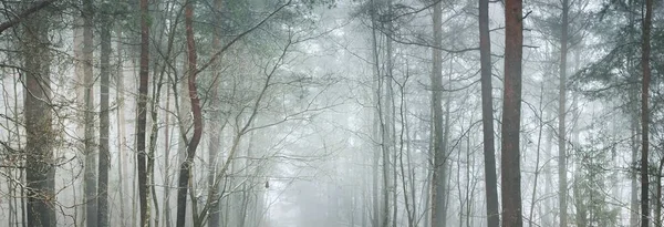 Kış Orman Manzarası Güçlü Ağaçlar Atmosferik Manzara Klim Değişikliği Doğa — Stok fotoğraf