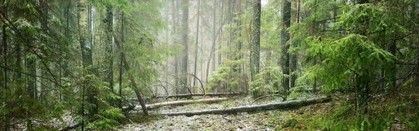 Camino Través Las Colinas Del Majestuoso Bosque Siempreverde Del Norte —  Fotos de Stock