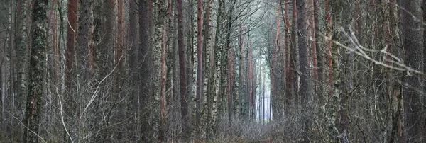 Floresta Escura Misteriosa Caminho Coberto Pelos Poderosos Pinheiros Troncos Árvores — Fotografia de Stock