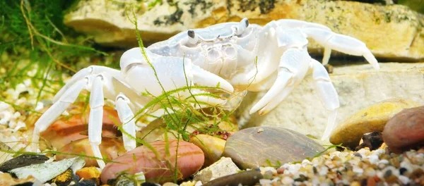 阿尔比诺河蟹 波塔蒙 在自然环境中 爪子的极端特写 环境保护主题 — 图库照片