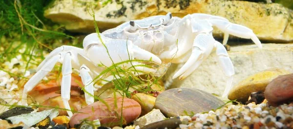 Albino river crab Potamon sp. in natural environment, extreme close-up of the claw. Zoology, carcinology, environmental protection theme