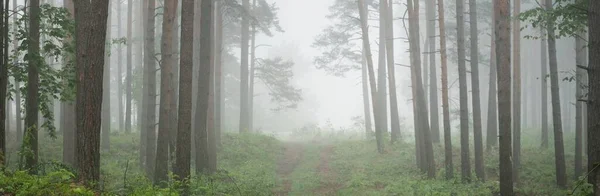 Μονοπάτι Μέσα Από Μαγευτικό Καταπράσινο Δάσος Μυστηριώδης Ομίχλη Ελάφι Έλατο — Φωτογραφία Αρχείου