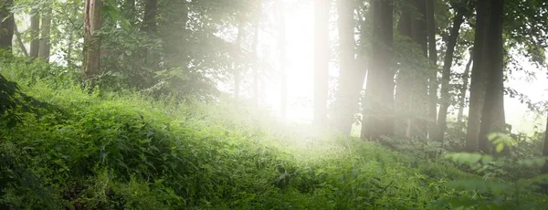 Potenti Alberi Verdi Una Nebbia Bianca Mattutina Primo Piano Colline — Foto Stock