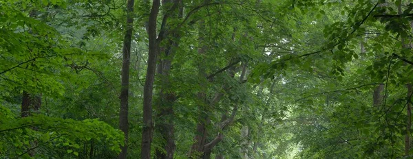 Donker Leeg Mysterieus Steegje Door Groene Loofbomen Idyllisch Landschap Natuurlijke — Stockfoto