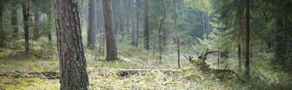 Karanlık Yemyeşil Ormanların Tepelerinden Geçen Yol Çam Köknar Çam Ağaçları — Stok fotoğraf