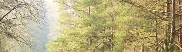 Vista Panorâmica Majestosa Floresta Num Nevoeiro Árvores Fortes Paisagem Onírica — Fotografia de Stock